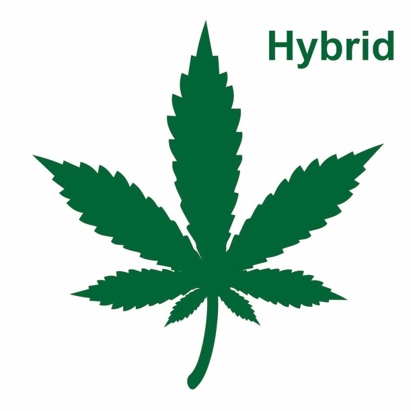 Hybrid Marijuana Strains in Europe