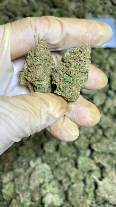 Buy Blackberry Kush Marijuana Strain in Europe