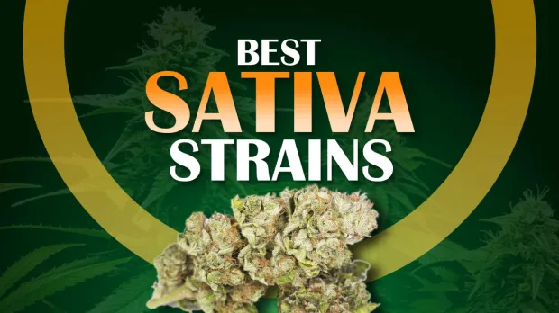 Sativa Marijuana Strains in Europe