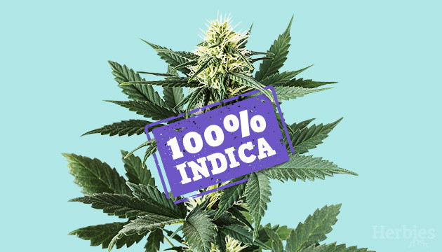 Indica Marijuana Strains in Europe