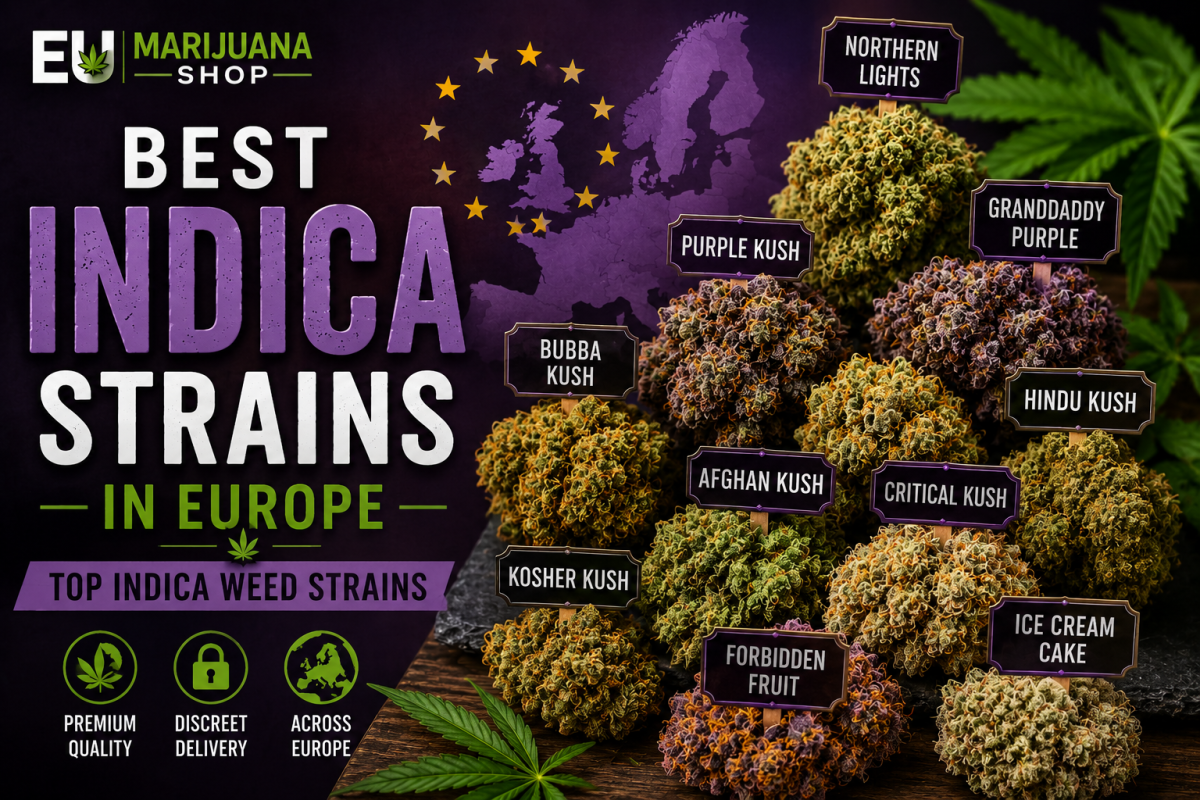 Discover the best Indica strains in Europe, including Northern Lights, Granddaddy Purple, Purple Kush, & Bubba Kush. Compare top Indica genetics.
