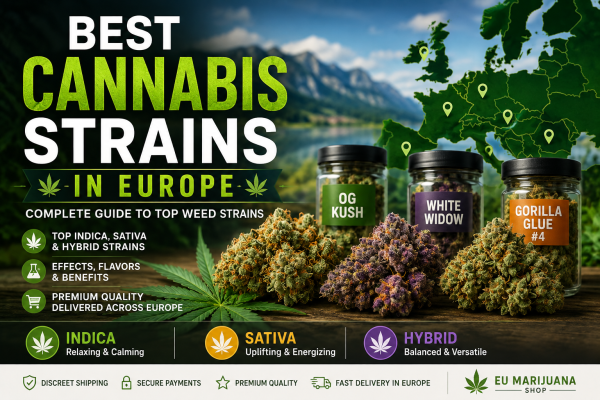 Explore the best cannabis strains in Europe with this complete guide to popular indica, sativa, and hybrid strains, their characteristics, and key differences.