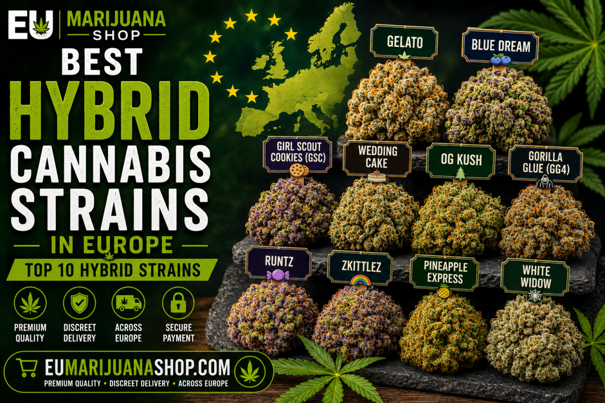 Discover the best hybrid cannabis strains in Europe, including Gelato, Blue Dream, GSC, Wedding Cake and OG Kush. Compare top hybrid genetics and characteristics.