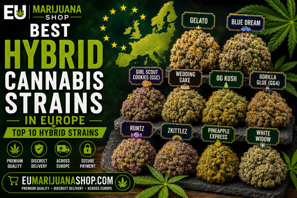 Discover the best hybrid cannabis strains in Europe, including Gelato, Blue Dream, GSC, Wedding Cake and OG Kush. Compare top hybrid genetics and characteristics.