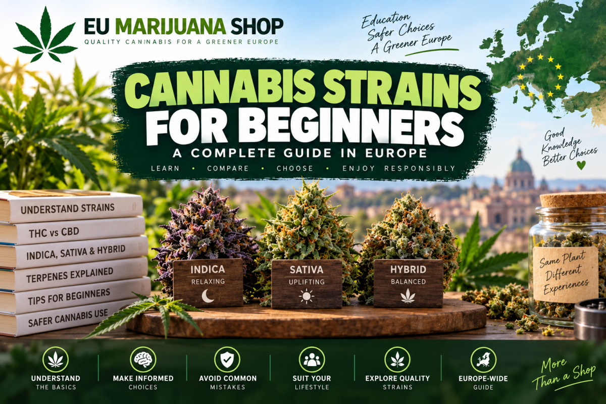 Cannabis strains for beginners explained. Learn about THC, CBD, Indica, Sativa, Hybrid strains, potency, terpenes and how cannabis varieties differ.