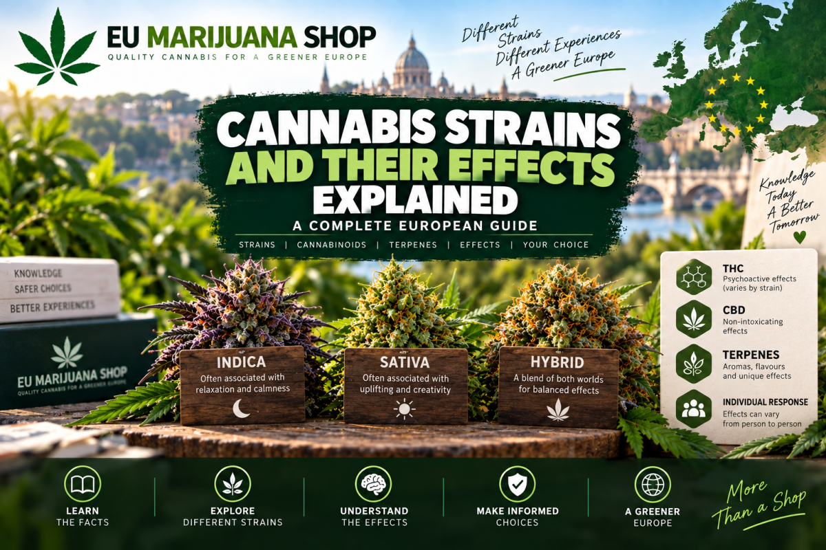 Cannabis strains and their effects explained. Learn how Indica, Sativa, Hybrid, THC, CBD and terpenes influence different cannabis experiences