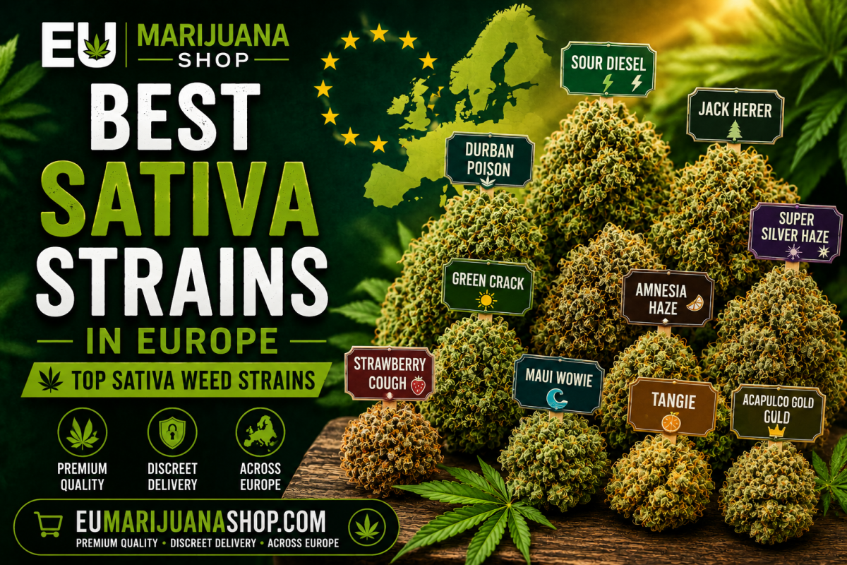 Discover the best Sativa strains in Europe, including Sour Diesel, Jack Herer, Durban Poison & Amnesia Haze. Compare top Sativa genetics and characteristics.